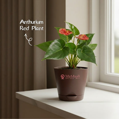 Anthurium Red Plant