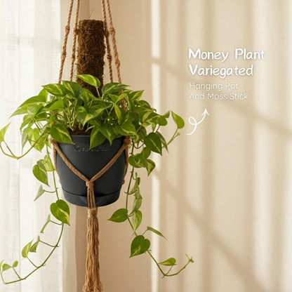 Money Plant Variegated With Hanging Pot And moss stick