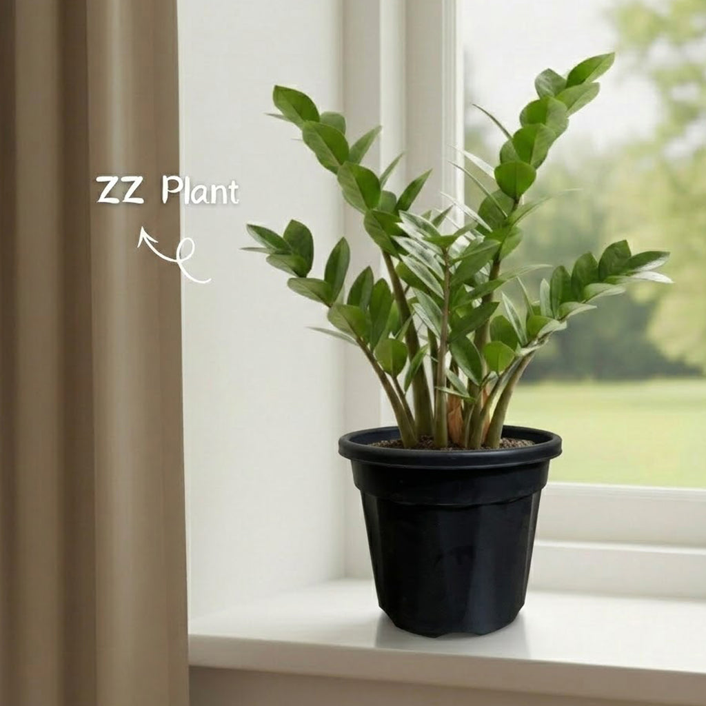 ZZ Plant