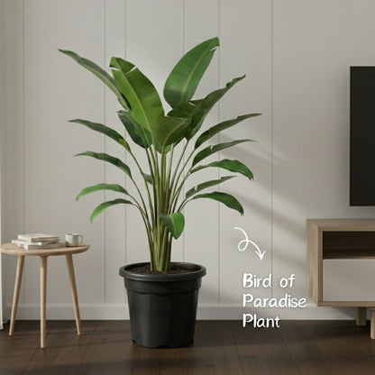 Bird of Paradise Plant
