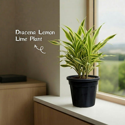 Dracena Lemon Lime Plant