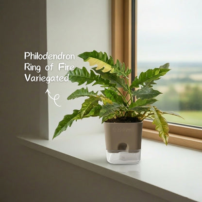 Philodendron Ring of Fire Variegated