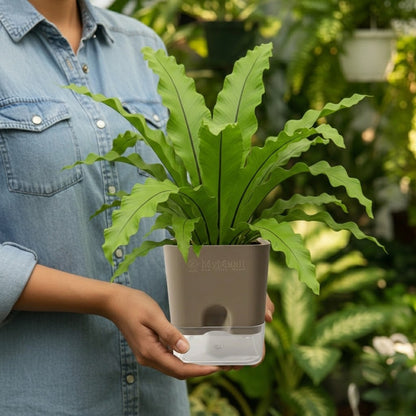 Osaka Bird Nest Fern