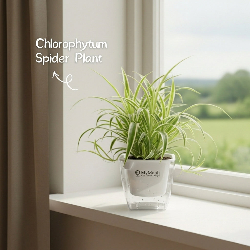 Chlorophytum Spider Plant