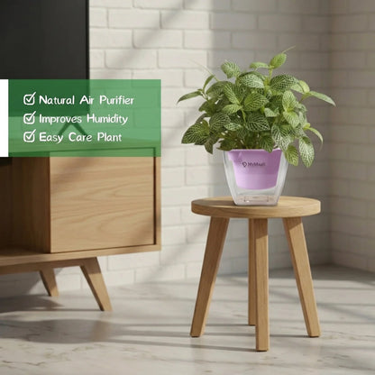 Fittonia Green Plant  (Nerve Plant)