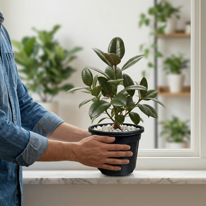 Rubber Plant