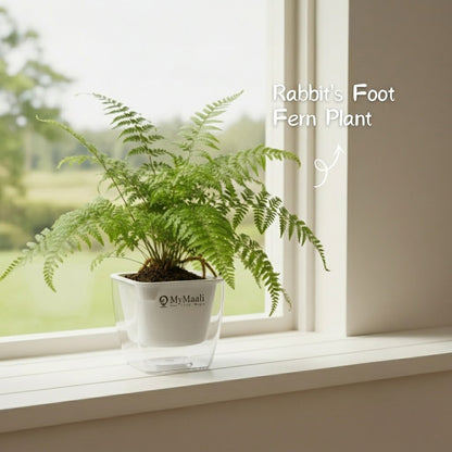 Rabbit's Foot Fern Plant