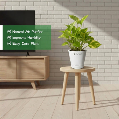 Money Plant Golden