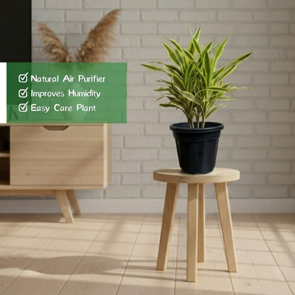 Dracena Lemon Lime Plant