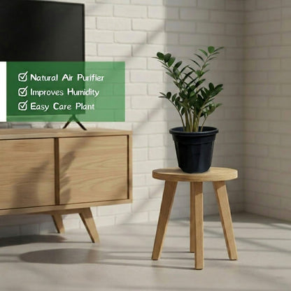 ZZ Plant