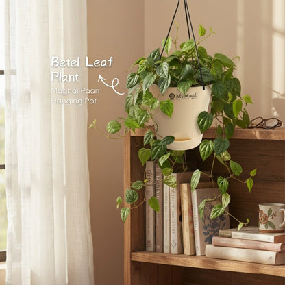 Betel Leaf Plant (Magai Paan)