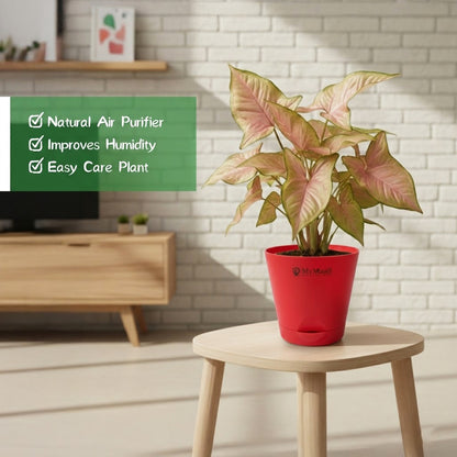 Syngonium Pink Plant