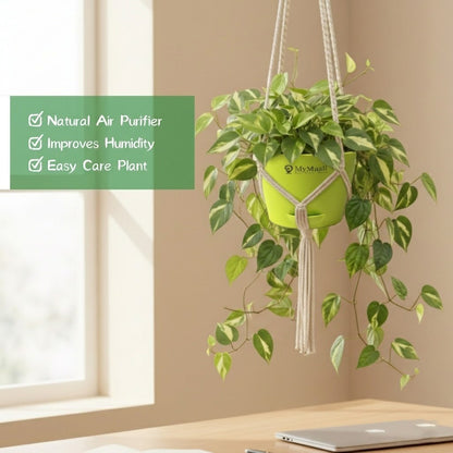 Money Plant Variegated With Hanging Pot
