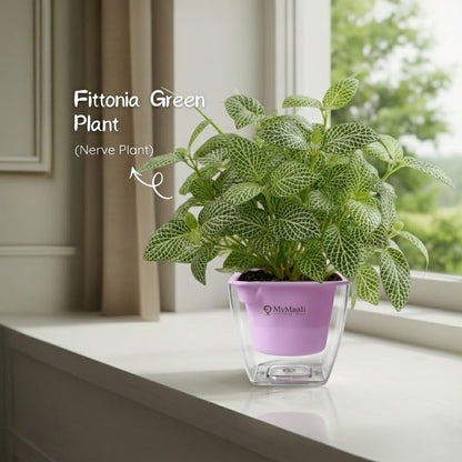 Fittonia Green Plant  (Nerve Plant)