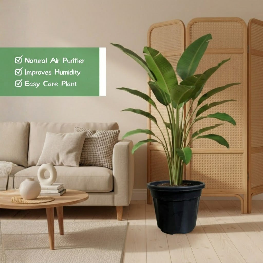 Bird of Paradise Plant