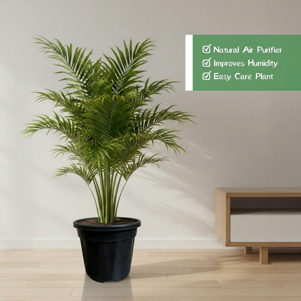 Areca Palm Plant