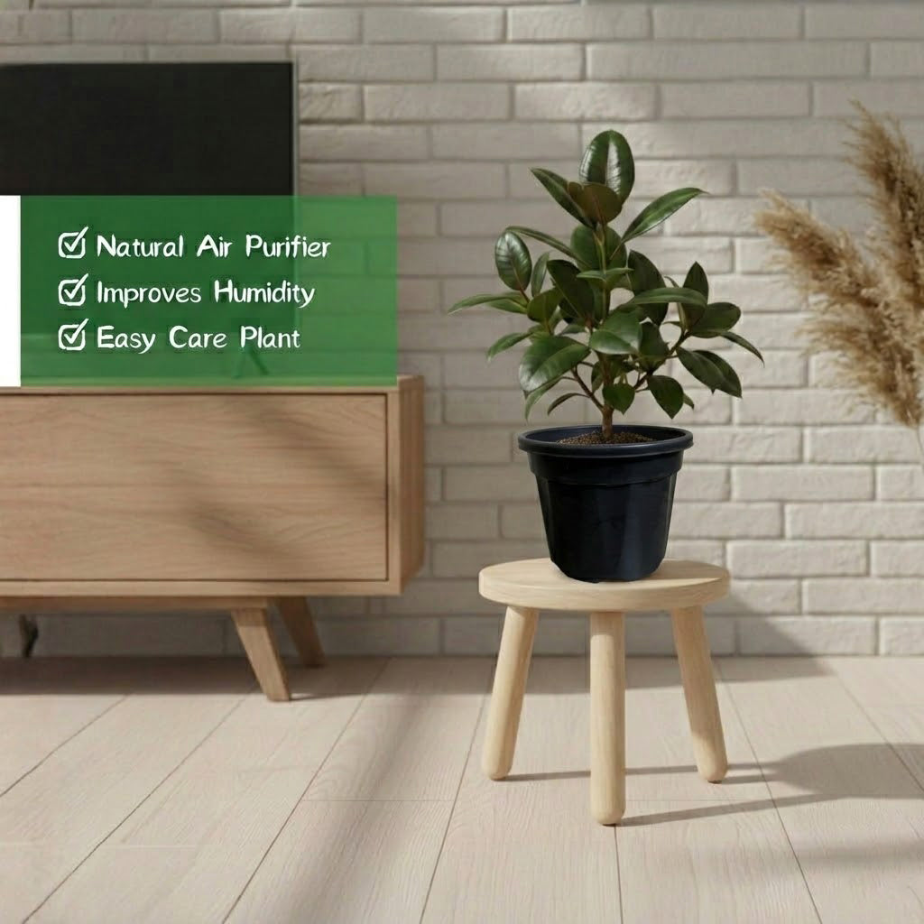 Rubber Plant