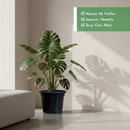 Monstera Deliciosa Plant (LARGE)