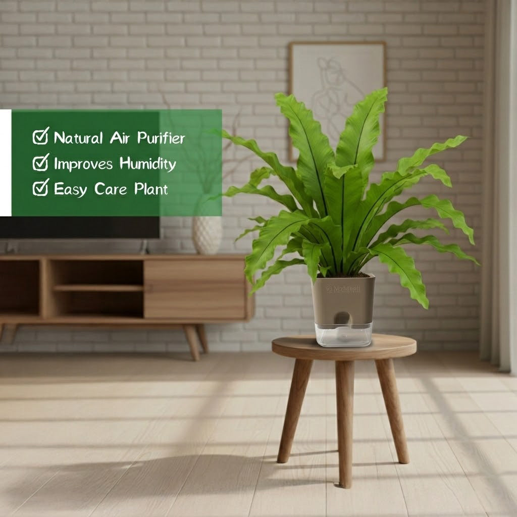 Osaka Bird Nest Fern