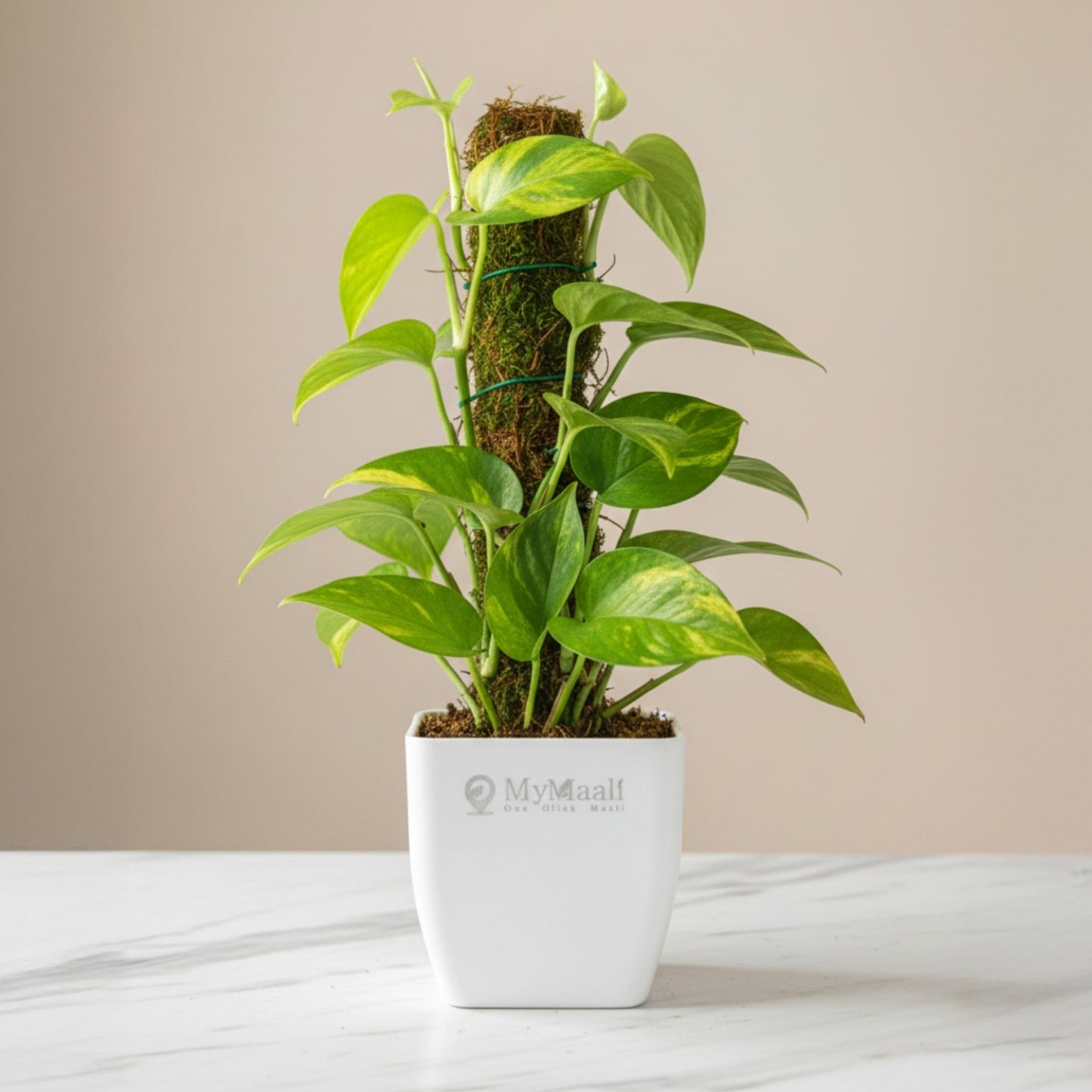 Oxycardium Variegated Plant with Moss Stick - Medium