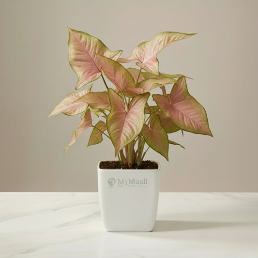 Syngonium Pink Plant
