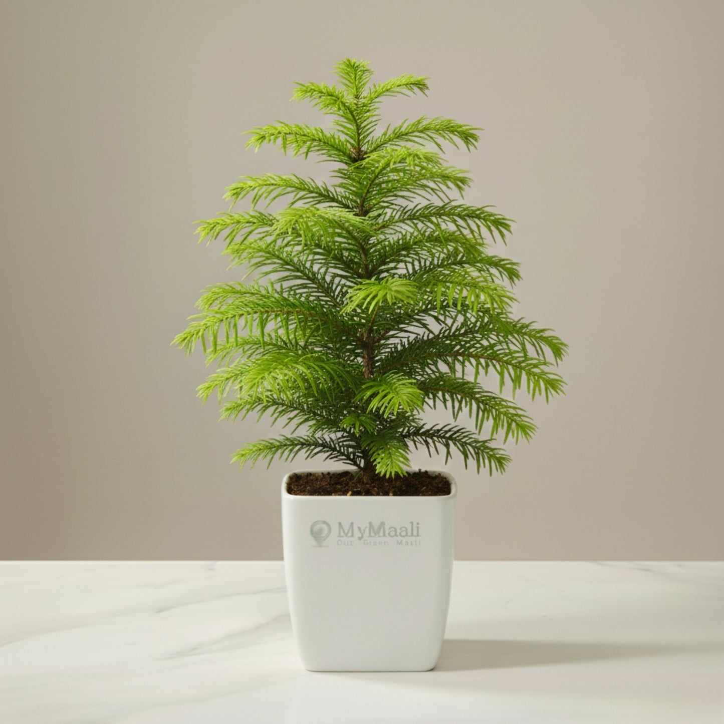 Indian Christmas Tree