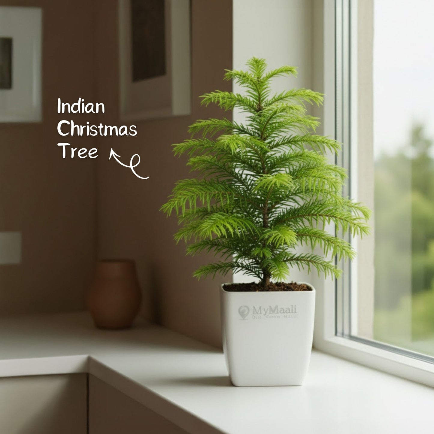 Indian Christmas Tree