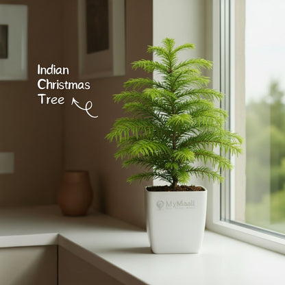 Indian Christmas Tree
