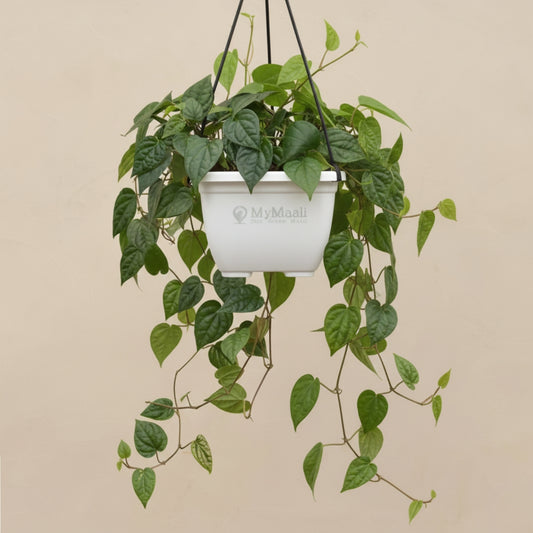 Betel Leaf Plant (Magai Paan) -small