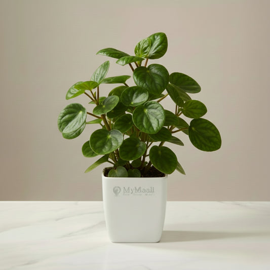 Peperomia Green Plant-small