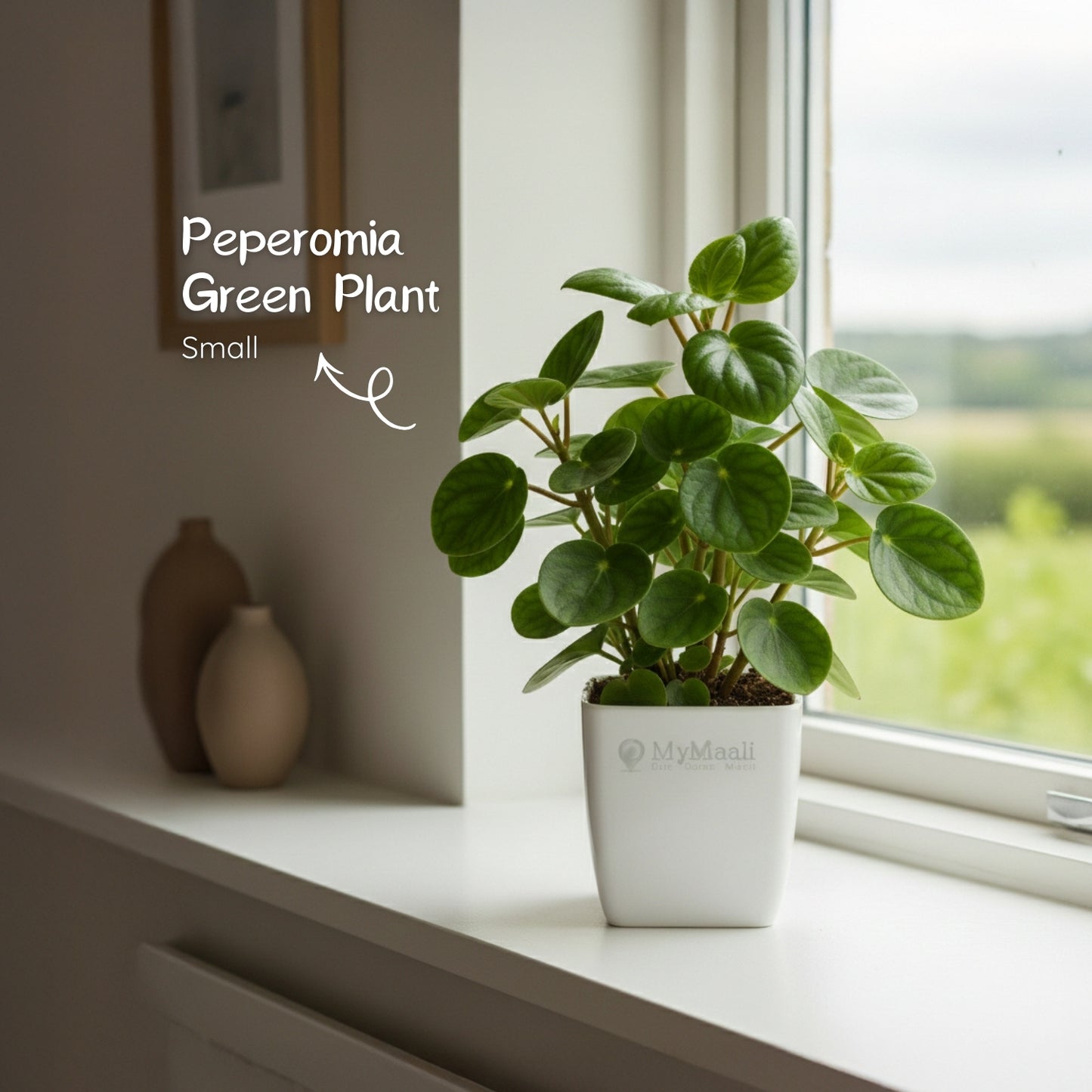 Peperomia Green Plant-small