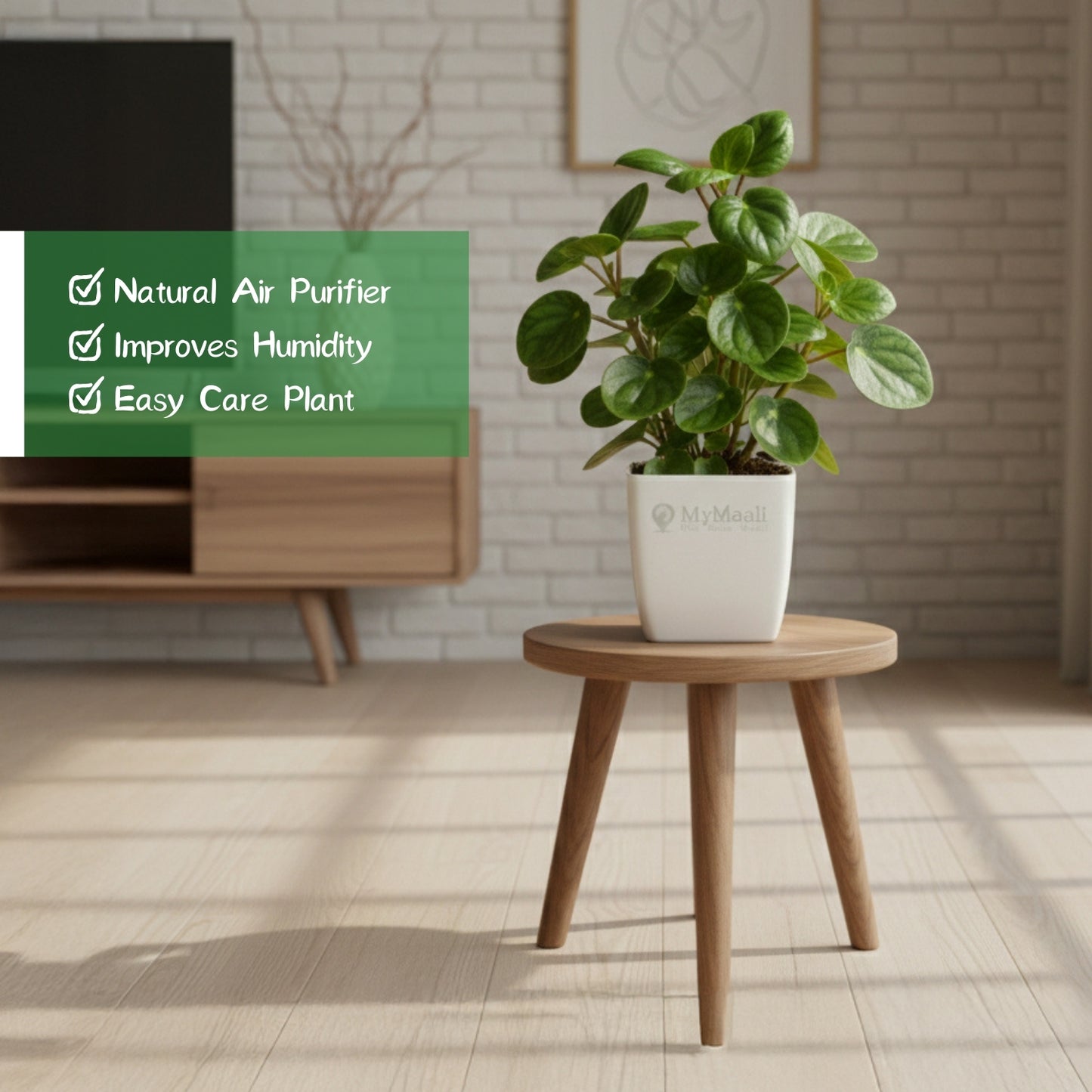 Peperomia Green Plant-small