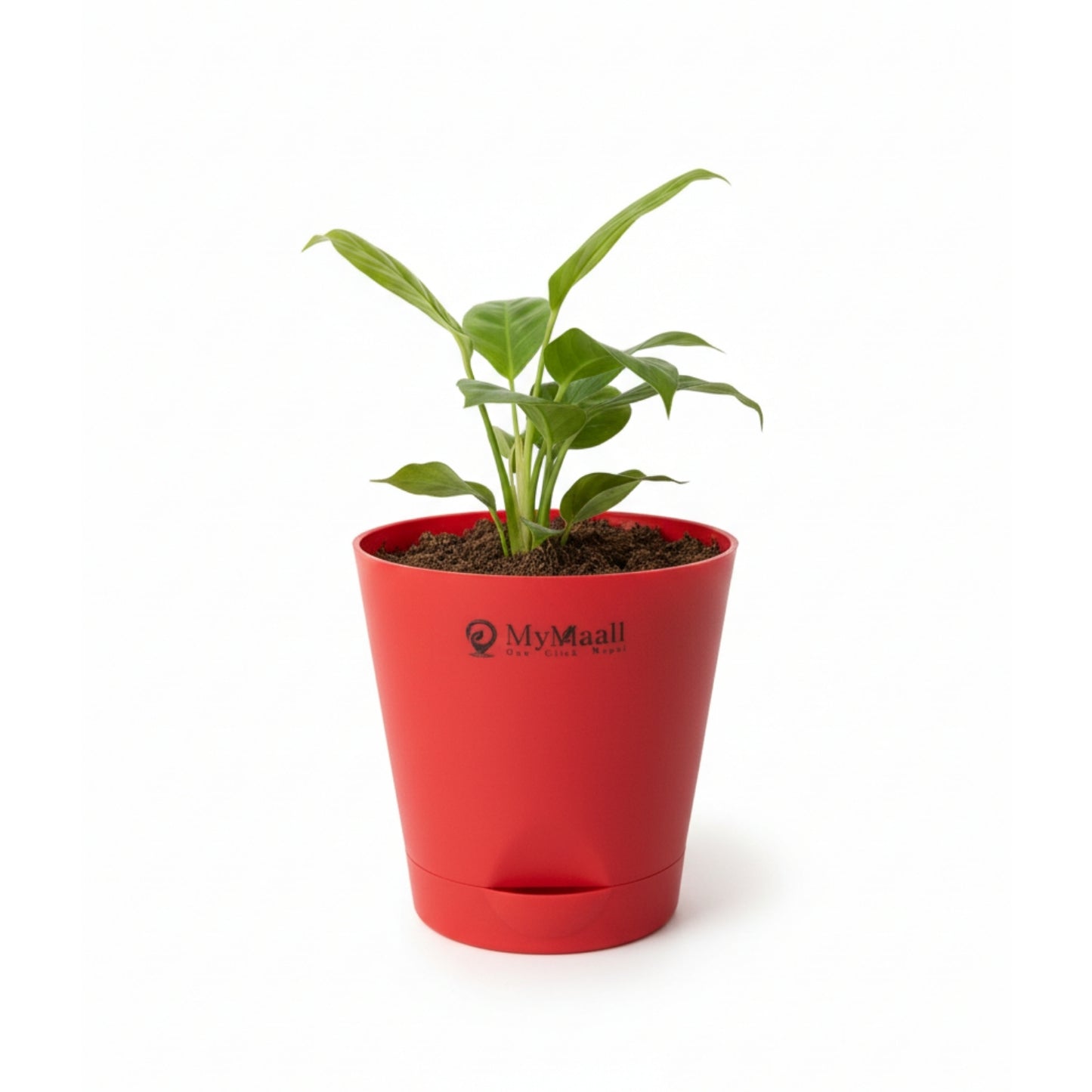 Round Plastic Planter with Tray