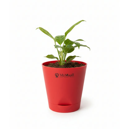 Round Plastic Planter with Tray