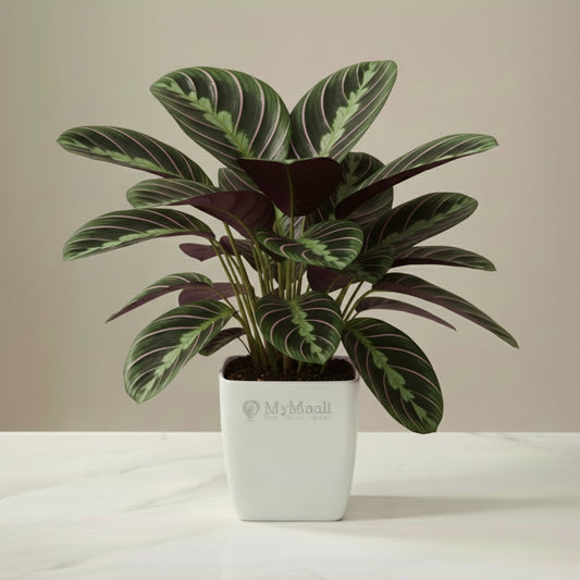 Calathea Sanderiana