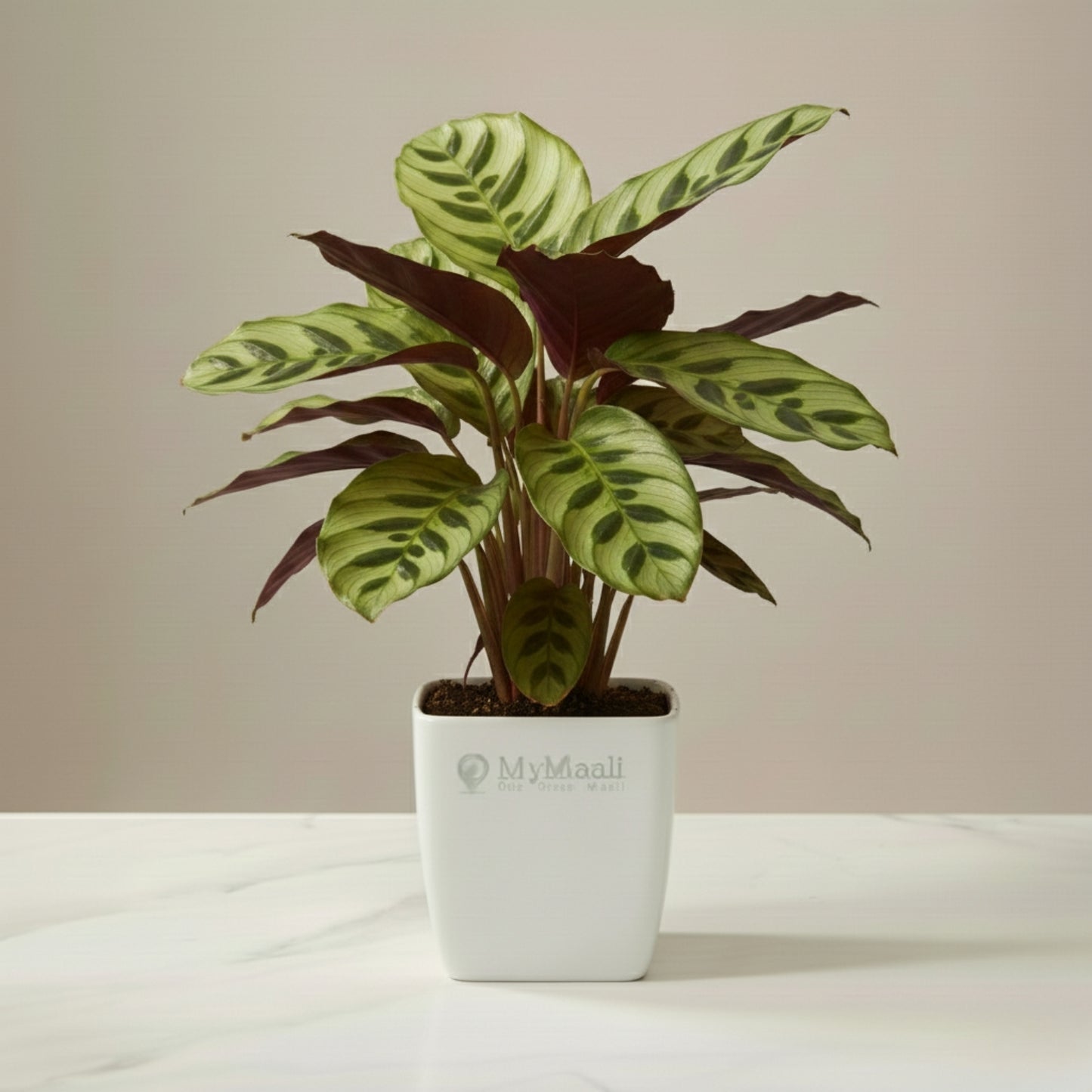 Peacock Plant