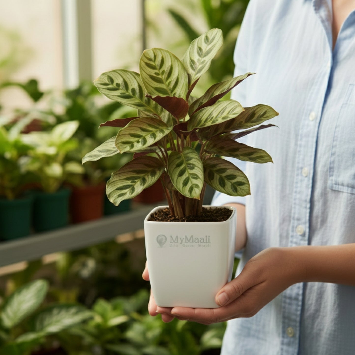 Peacock Plant