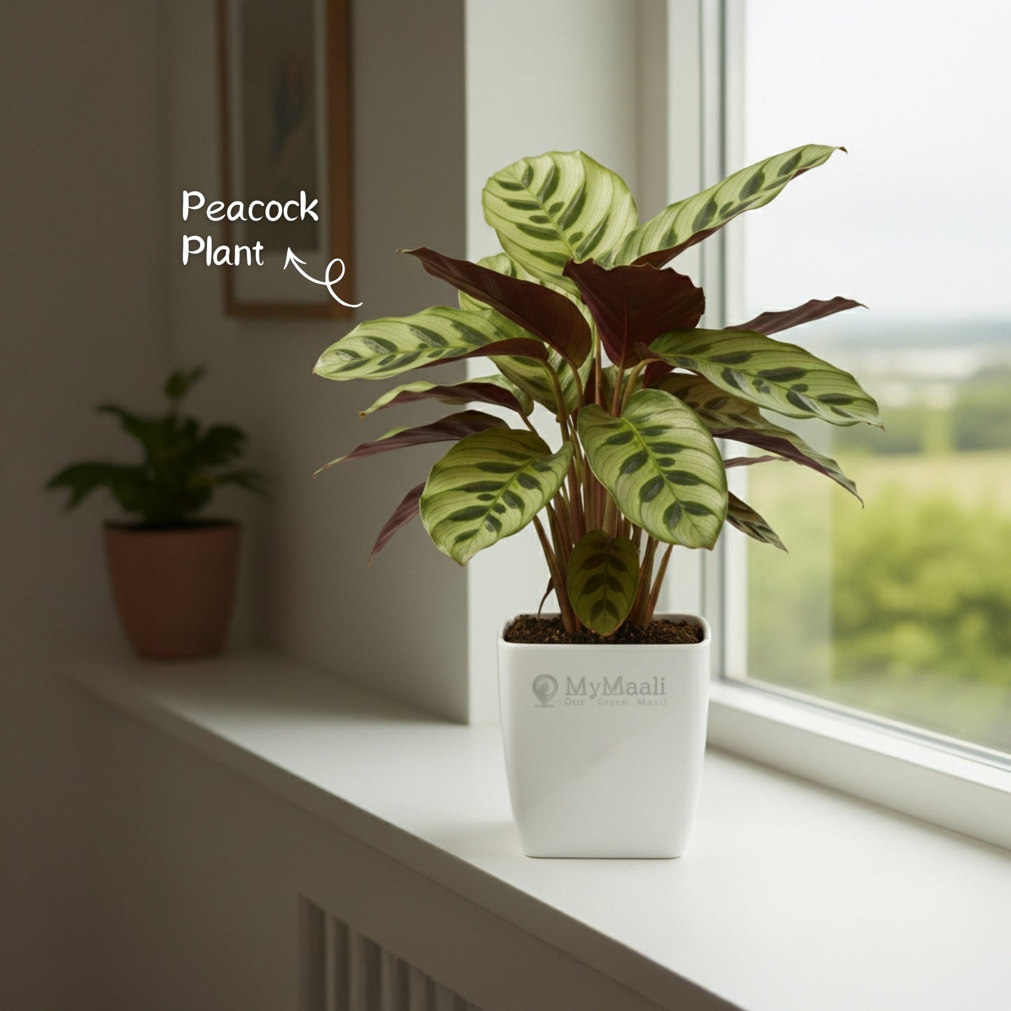 Peacock Plant