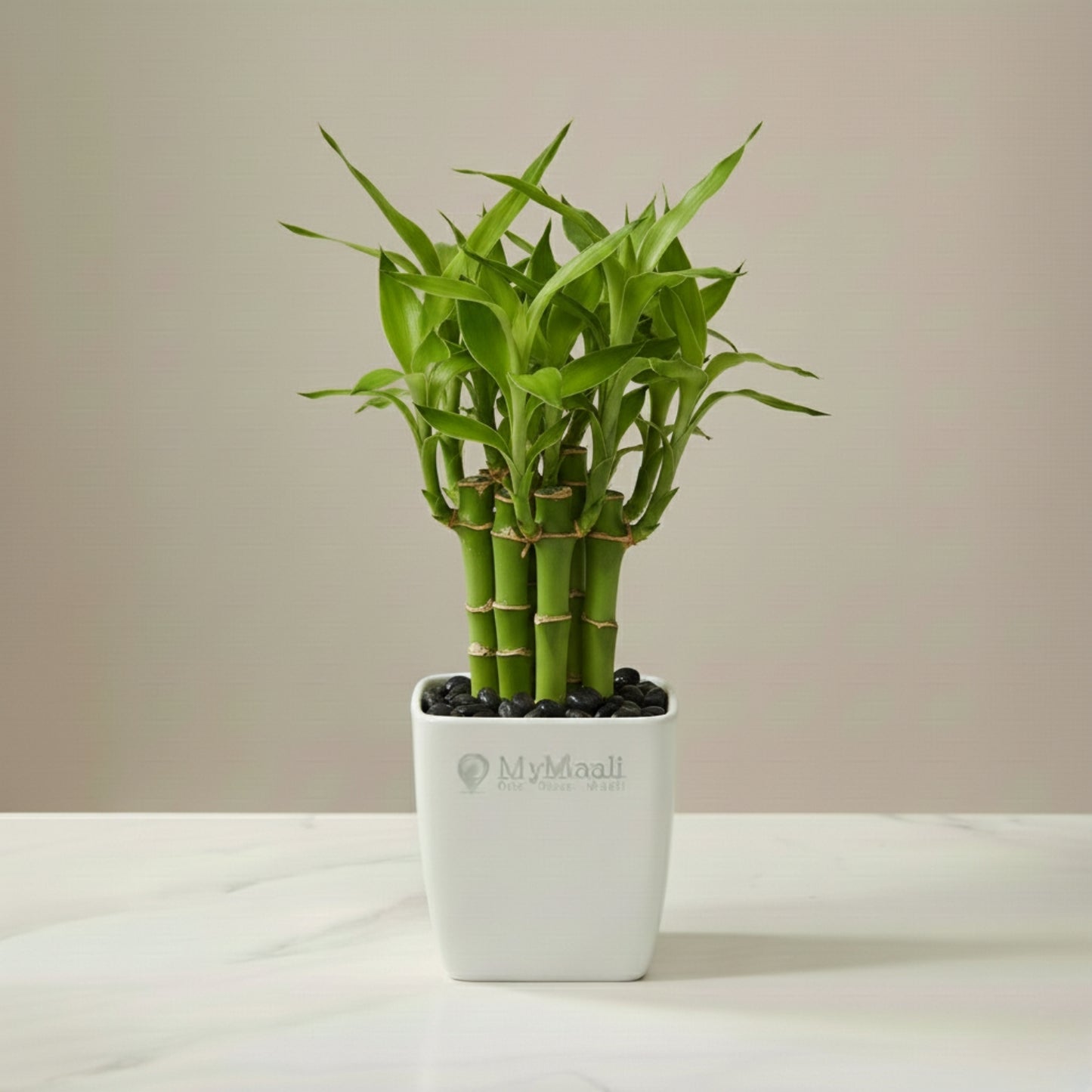 Lotus Lucky Bamboo 5 Sticks