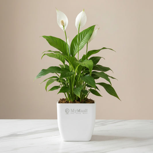 Peace Lily Plant