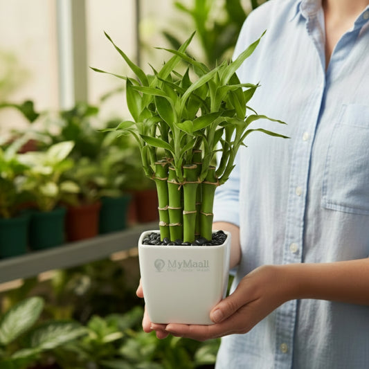 Lotus Lucky Bamboo 5 Sticks