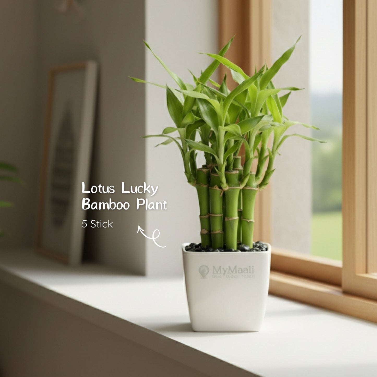 Lotus Lucky Bamboo 5 Sticks
