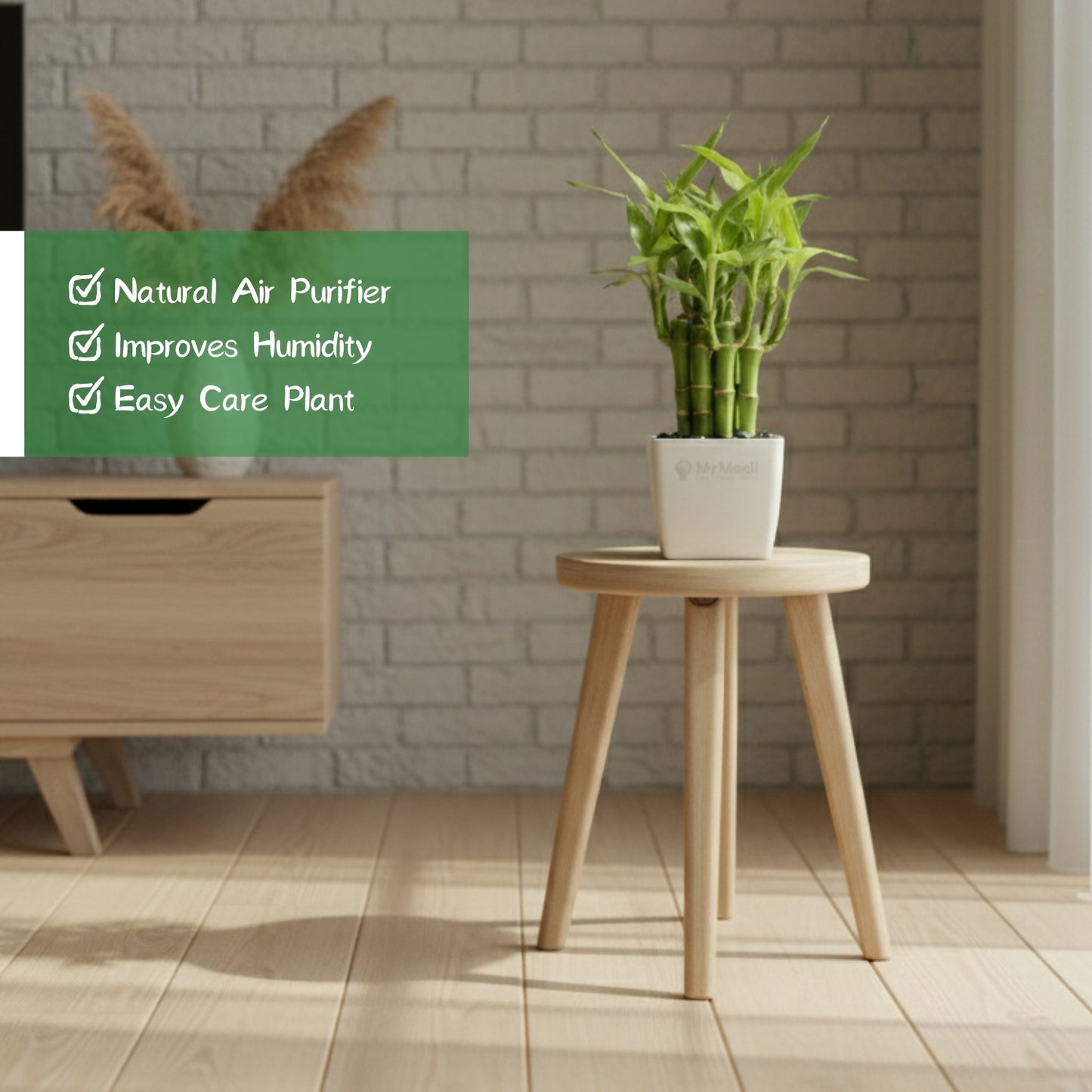 Lotus Lucky Bamboo 5 Sticks
