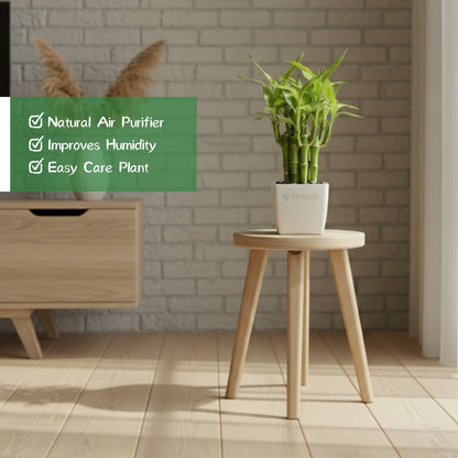 Lotus Lucky Bamboo 5 Sticks