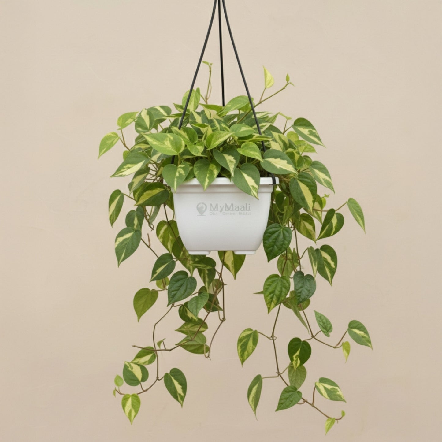 Money Plant Variegated With Hanging Pot