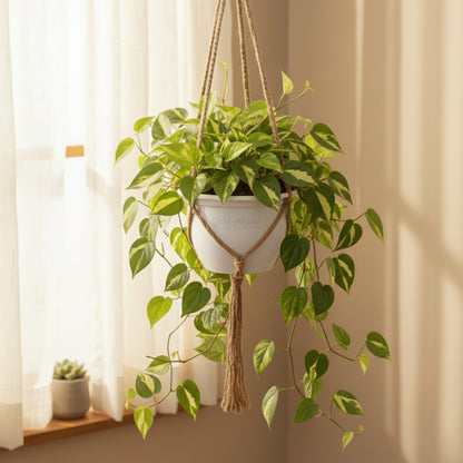 Money Plant Variegated With Hanging Pot