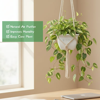 Money Plant Variegated With Hanging Pot
