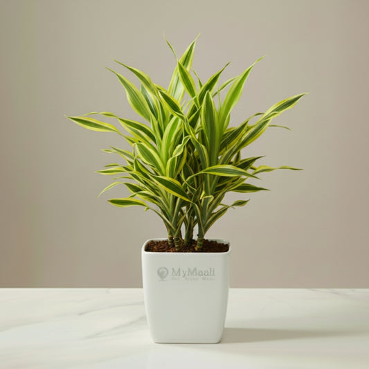 Dracena Lemon Lime Plant