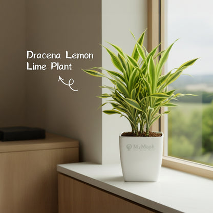 Dracena Lemon Lime Plant