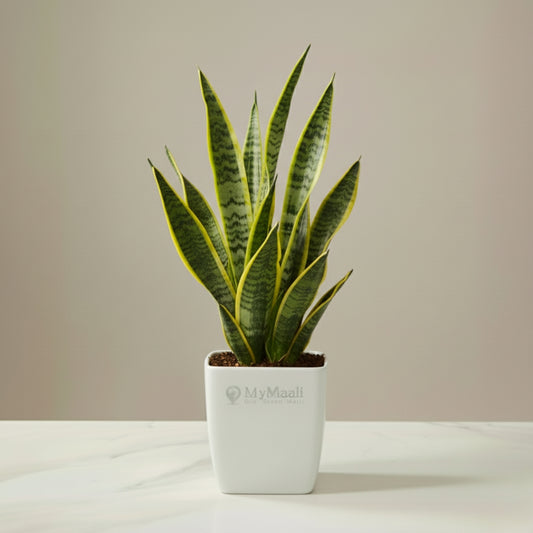 Snake Plant - Golden